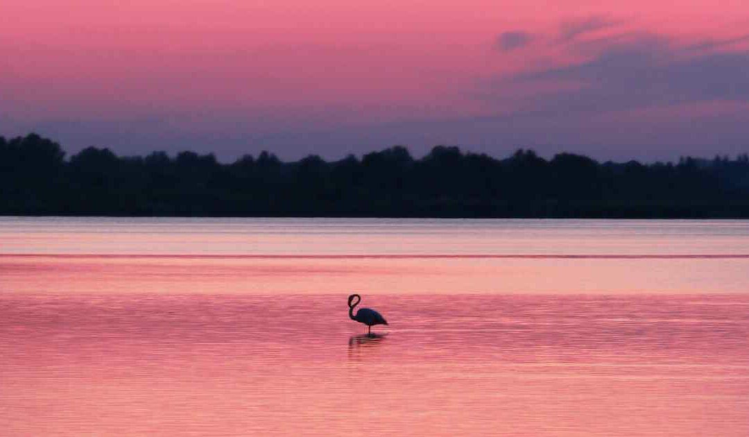 Parc naturel régional de Camargue