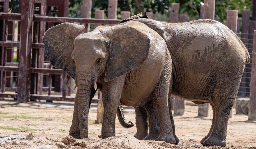 Visite guidée du Parc zoologique de Paris pour une sortie en famille