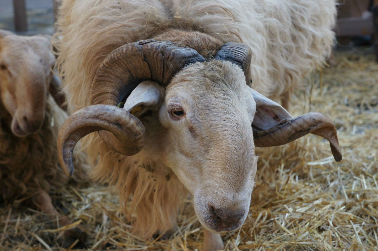 animaux ferme